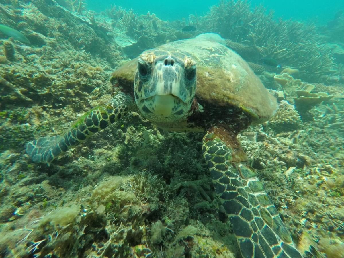 Bushman Tioman Hotel Kampong Juara Exterior photo